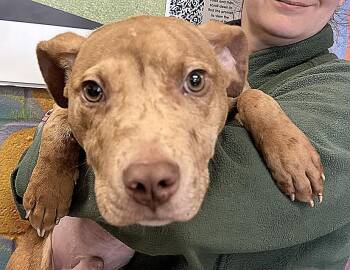 Gordy -  Catahoula Leopard Dog Dog for Adoption in Columbus, Indiana - Gordy | PetCurious