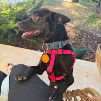 Hopper -  Chihuahua Dog for Adoption in Hillsborough, North Carolina - Hopper | PetCurious
