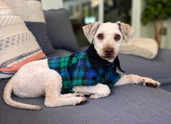 Brady -  Miniature Poodle Dog for Adoption in Bradenton, Florida - Brady | PetCurious