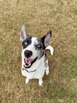 Sparky -  Australian Cattle Dog Blue Heeler and Catahoula Leopard Dog Dog for Adoption in Choctaw, Oklahoma - Sparky | PetCurious
