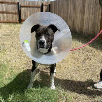 Apollo Mission -  Mixed Breed Dog for Adoption in Cheyenne, Wyoming - Apollo Mission | PetCurious