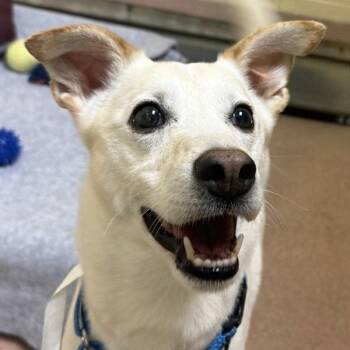 Wu Tang -  Chihuahua and Terrier Dog for Adoption in Walnut Creek, California - Wu Tang | PetCurious