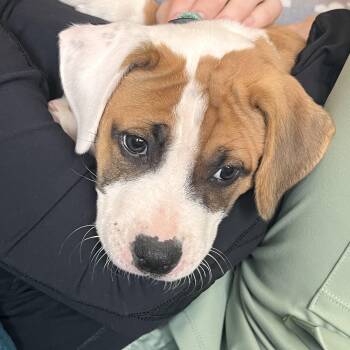 Crowley NKA Haley -  Pit Bull Terrier Dog for Adoption in Minneapolis, Minnesota - Crowley NKA Haley | PetCurious
