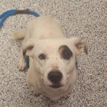 Harley -  Hound Dog for Adoption in Birmingham, Alabama - Harley | PetCurious
