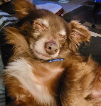 Woody -  Chihuahua Dog for Adoption in Valparaiso, Indiana - Woody | PetCurious