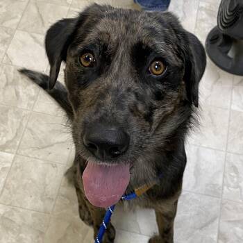 Catahoula Leopard Dog Dogs Available for Adoption in Trenton, Missouri - Waylon | PetCurious
