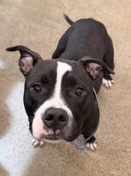 Liberty -  Pit Bull Terrier Dog for Adoption in Cleveland, Ohio - Liberty | PetCurious