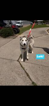 Loki -  Husky Dog for Adoption in Seaside Heights, New Jersey - Loki | PetCurious