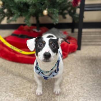 Chase -  Jack Russell Terrier Dog Available for Adoption in Rochester, Minnesota - Chase | PetCurious
