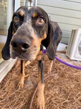 Rescue Hound Dogs for Adoption in Hilton Head Island, South Carolina - Sassafras | PetCurious