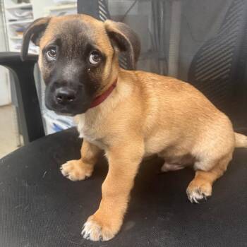 Shepherd Dogs Available for Adoption - Herbie | PetCurious