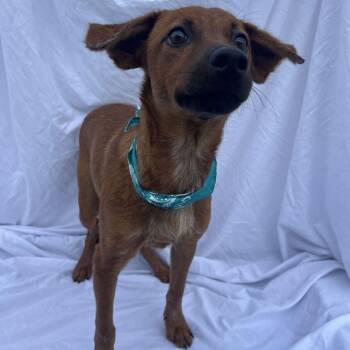 Max -  Mixed Breed Dog for Adoption in Canal Winchester, Ohio - Max | PetCurious