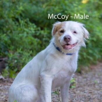 McCoy -  Labrador Retriever Dog for Adoption in Pawleys Island, South Carolina - McCoy | PetCurious