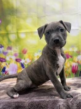 American Staffordshire Terrier and Mixed Breed Dogs Available for Adoption in San Antonio, Texas - Flauta | PetCurious