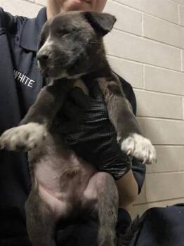 Australian Cattle Dog Blue Heeler Dogs Available for Adoption - TIMMY | PetCurious