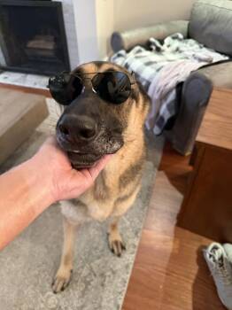 Rocky -  German Shepherd Dog Dog for Adoption in Denver, Colorado - Rocky | PetCurious