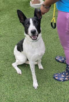 Aries Ann -  Mixed Breed Dog for Adoption in Alexandria, Virginia - Aries Ann | PetCurious