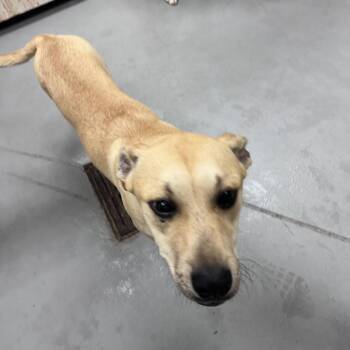 Mixed Breed Dogs Available for Adoption in Columbus, Georgia - 05/26/2026-Stray-US80-1 | PetCurious