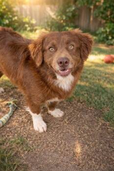 Australian Shepherd and Pembroke Welsh Corgi Dogs Available for Adoption - Riggles | PetCurious