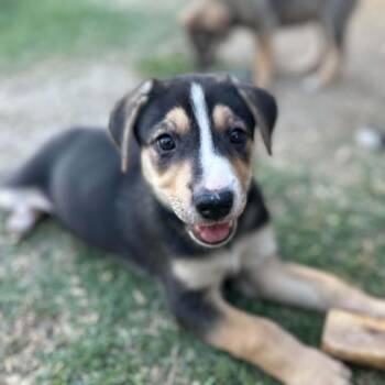 Shepherd and Mixed Breed Dogs Available for Adoption in Marion, Texas - Aster | PetCurious