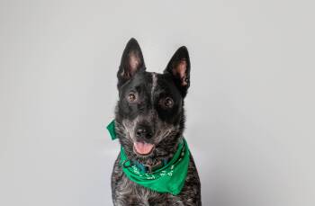Whiskey -  Australian Cattle Dog Blue Heeler Dog for Adoption in Plaquemine, Louisiana - Whiskey | PetCurious