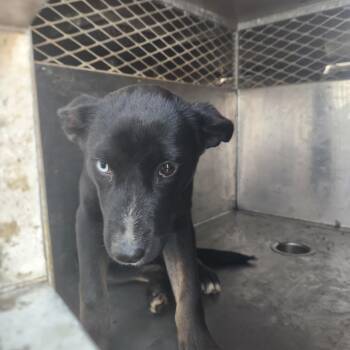 Kelsey -  Labrador Retriever and Husky Dog for Adoption in Birmingham, Alabama - Kelsey | PetCurious