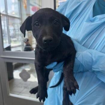 Rescue Shepherd Dogs for Adoption in San Antonio, Texas - Satsuki | PetCurious