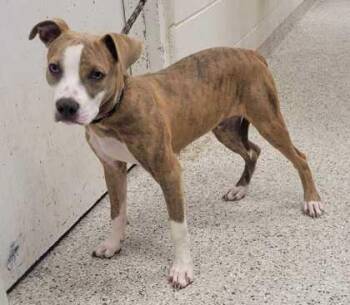 Squirrel -  Pit Bull Terrier and Mixed Breed Dog for Adoption in Kansas City, Missouri - Squirrel | PetCurious