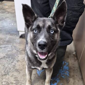 Rocky Top -  Husky and German Shepherd Dog Dog for Adoption in Cleveland, Mississippi - Rocky Top | PetCurious