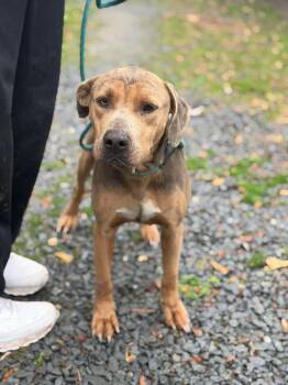 Mixed Breed Dogs Available for Adoption - Coleman | PetCurious