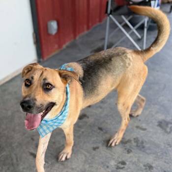 DUKE -  German Shepherd Dog and Labrador Retriever Dog for Adoption in Kaufman, Texas - DUKE | PetCurious