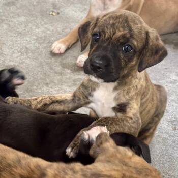 Phoebe -  Mixed Breed Dog for Adoption in Waynesburg, Pennsylvania - Phoebe | PetCurious