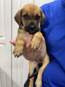 Alfie -  Labrador Retriever and Mixed Breed Dog for Adoption in Chattanooga, Tennessee - Alfie | PetCurious