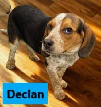 Beagle Dogs Available for Adoption - Declan | PetCurious