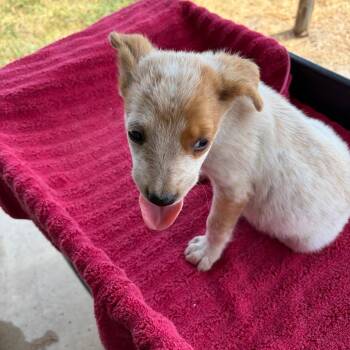 Paloma -  Cattle Dog Dog for Adoption in Edinburg, Texas - Paloma | PetCurious