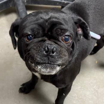 Pug Dogs Available for Adoption in Yuma, Arizona - Rosebud | PetCurious