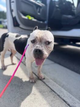 Rescue American Staffordshire Terrier Dogs for Adoption in Disputanta, Virginia - Pudge | PetCurious
