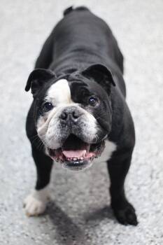 Hemi in NH. Come Meet our Adoptable Dogs Wednesday-Saturday. Mor -  English Bulldog Dog for Adoption in Manchester, New Hampshire - Hemi In NH. Come Meet Our Adoptable Dogs Wednesday-Saturday. Mor | PetCurious