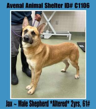 Rescue German Shepherd Dog Dogs for Adoption in Avenal, California - Jax | PetCurious