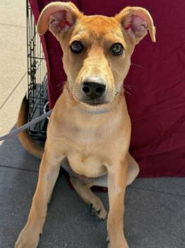 Rescue Shepherd and Labrador Retriever Dogs for Adoption in Thousand Oaks, California - Cloud -- URGENT!! | PetCurious