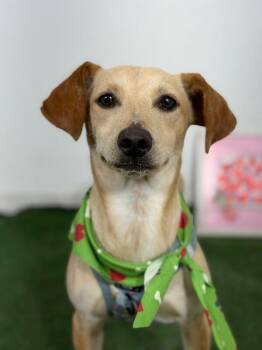 Hudson-One of our Amazing Rescue Dogs -  Italian Greyhound and Whippet Dog for Adoption in Carlsbad, California - Hudson-One Of Our Amazing Rescue Dogs | PetCurious