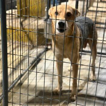 Jade -  Shepherd and Mixed Breed Dog for Adoption in Fort Smith, Arkansas - Jade | PetCurious