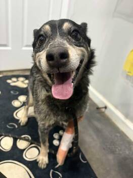 Rescue Australian Cattle Dog Blue Heeler Dogs for Adoption in Munfordville, Kentucky - LeeAnn (READ BIO) | PetCurious