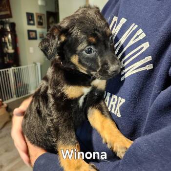 Shepherd and Mixed Breed Dogs Available for Adoption in Normal, Illinois - Winona | PetCurious