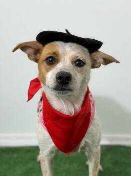 Jack Russell Terrier and Labrador Retriever Dogs Available for Adoption - Violet | PetCurious