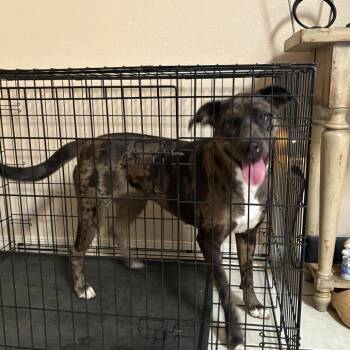 Koda Jane -  Catahoula Leopard Dog and Terrier Dog for Adoption in New Orleans, Louisiana - Koda Jane | PetCurious