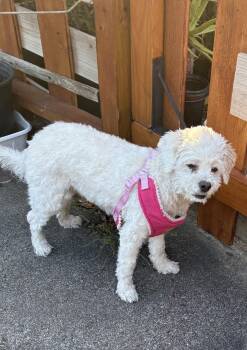 Maltese and Poodle Dogs Available for Adoption - Lulana OR13971-Thw | PetCurious