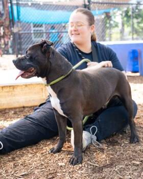 Mixed Breed Dogs Available for Adoption in Chamblee, Georgia - Mojo | PetCurious
