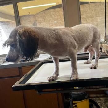 Luca -  Maltese and Mixed Breed Dog for Adoption in Stilwell, Oklahoma - Luca | PetCurious