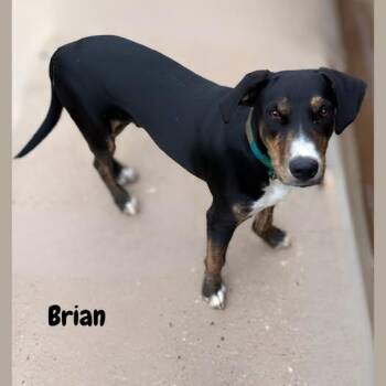 Brian -  Labrador Retriever Dog for Adoption in Shreveport, Louisiana - Brian | PetCurious